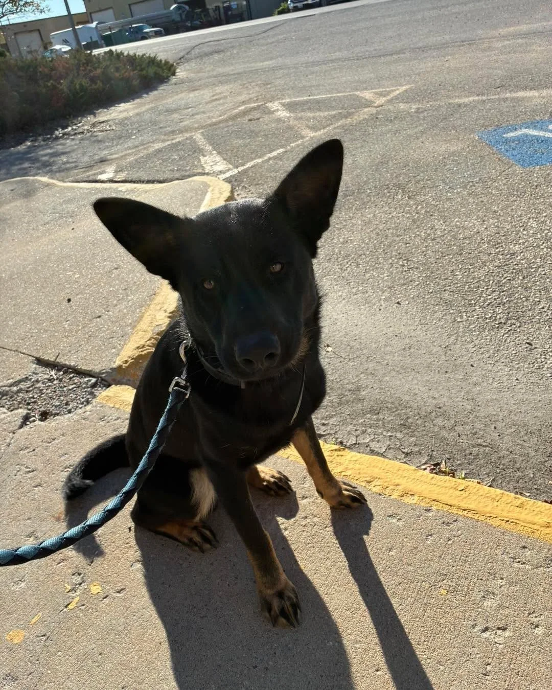 Wylee took a little trip to town for training - this helps create consistency in different environments and around people. 
#trainingdogsforlife #trainingdogs #trainingdogsisalifestyle #trainingdogsforlife #bestdogtraining #bestdogtrainingever