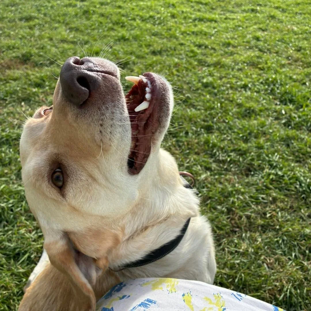 Happy Thanksgiving! 🍁 
#Thanksgiving #thanksgivingweekend #HappyThanksgiving2025 #happydogs #happydogsclub #doggieplaytime🐶 #dogg&iacute;eplaytime #doggieplaytime