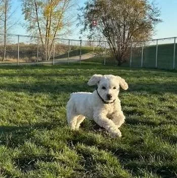 A beautiful October weekend! Enjoy! ☀️😊
#dogg&iacute;eplaytime #doggieplaytime #happydogs #happydogsclub #happydoglife #happydogslife #dogboardinglife