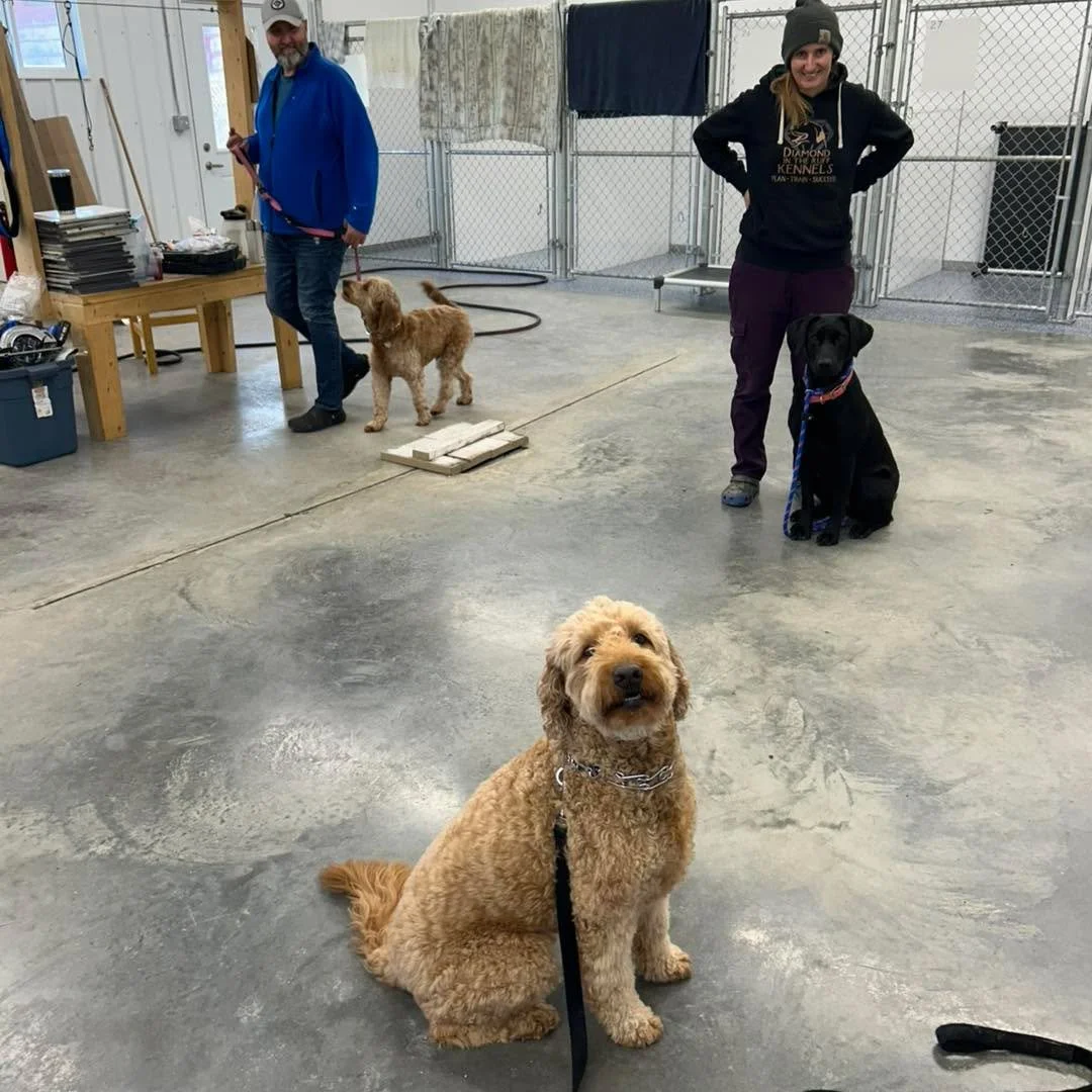 Training time! Getting focus and obedience with distractions. 
#trainingdogs #bestdogtraining #trainingdogsforlife #dogtrainingtips #dogtraininglife #training #for #dogtrainingforreallife #dogtrainingforyouandyourdog