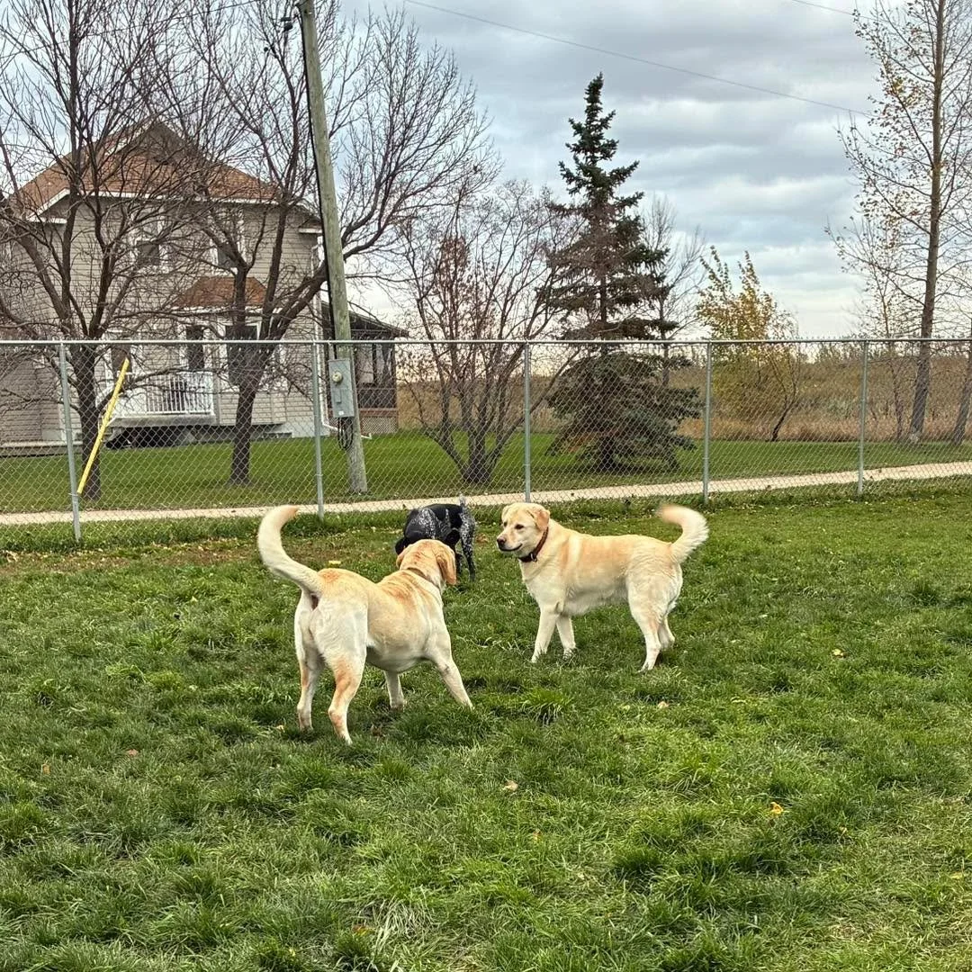 Hey, look at us! We match! 
#matchingdogs #cute #dogs #cutedogs #cutedogsdaily