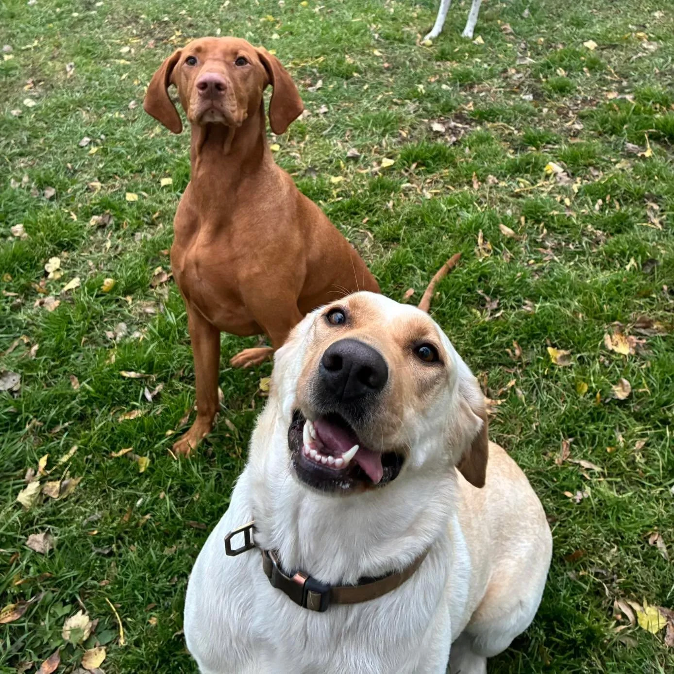 Yes, it&rsquo;s Monday again! Hope you find reasons to smile today and have a great week! Here&rsquo;s a couple of cuties to get the smiles started. 😊
#mondaymorning #mondaymotivation #mondaymood #mondayvibes #mondaydogs #mondaydogsofinstagram #mond