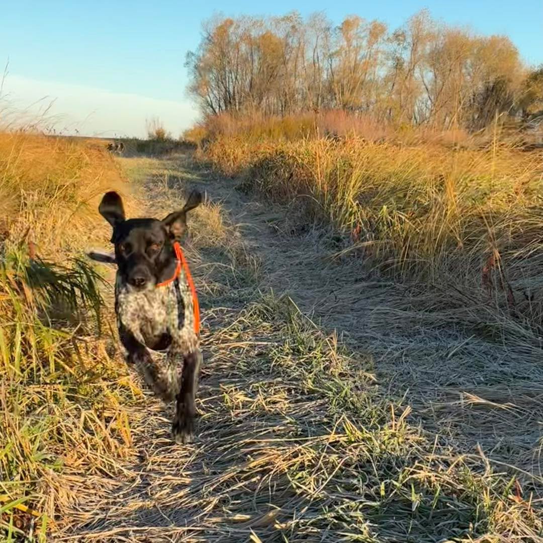 A beautiful fall day to run around outside. 😊🍁
#fallweather #fallweather🍁🍂🍃 #dogsoutside #outdoorplaytime☀️😎 #doggieplaytime #doggieplaytime🐶 #runningdogs