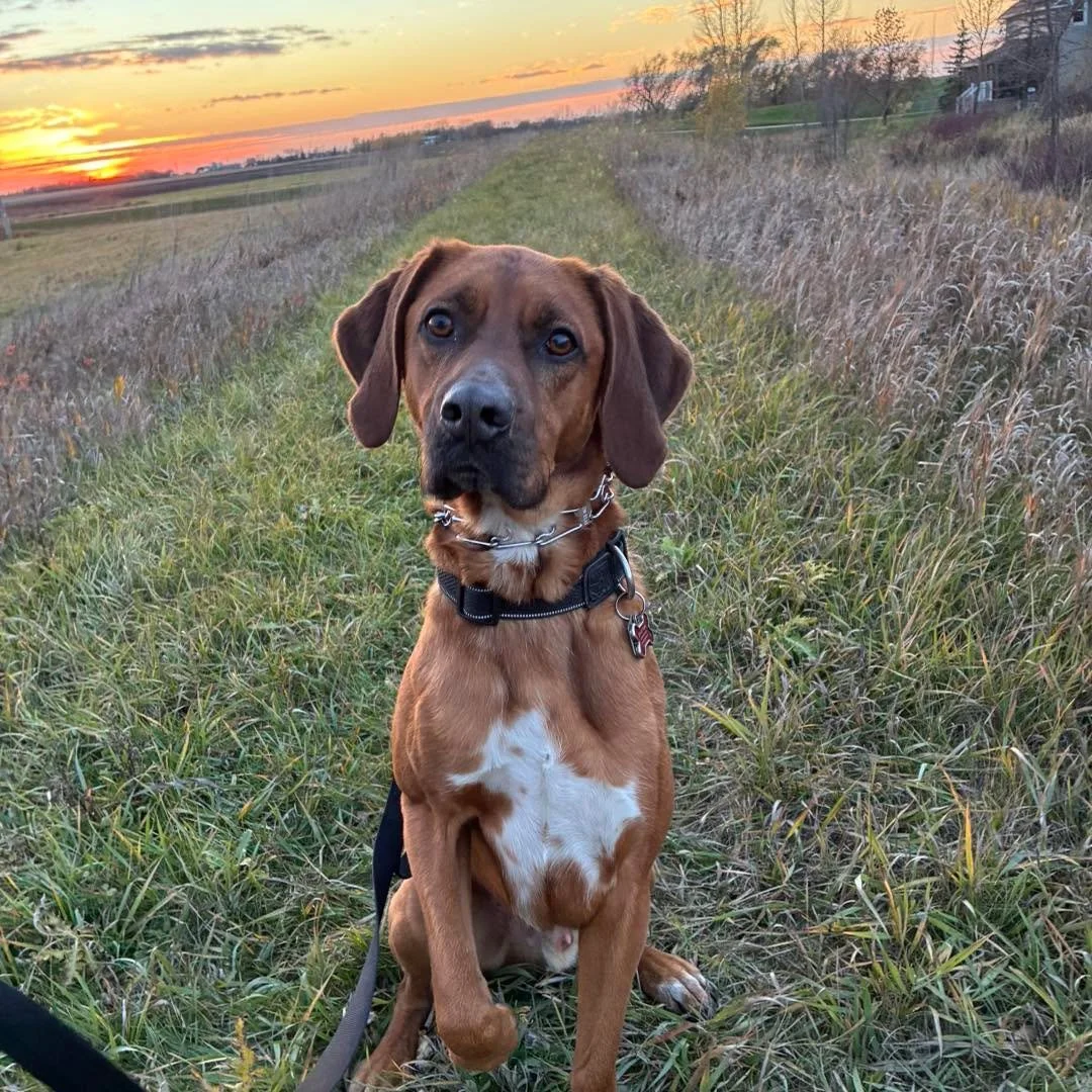 Moose enjoying the scenery while out for a training walk. 😊
#dogsoutside #dogtraininglife #trainingdogs #trainingdogsforlife #bestdogtraining #happydoglife #dogtrainingforreallife