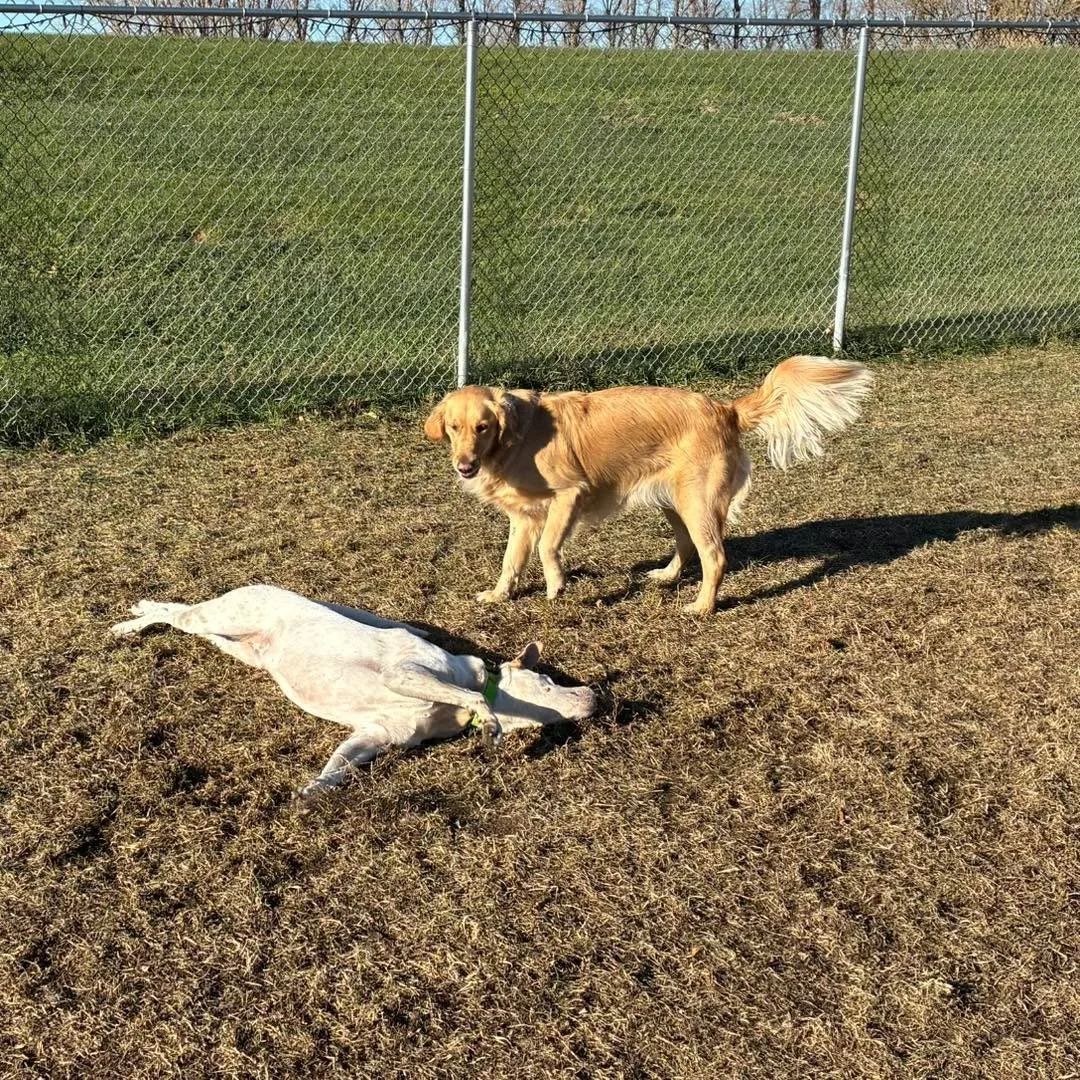 Hold on a sec - I&rsquo;m just gonna roll around for a minute. 
#dogsrollingingrass #dogsrollingaround #dogsrollinginthegrass #happydoggo #happydog