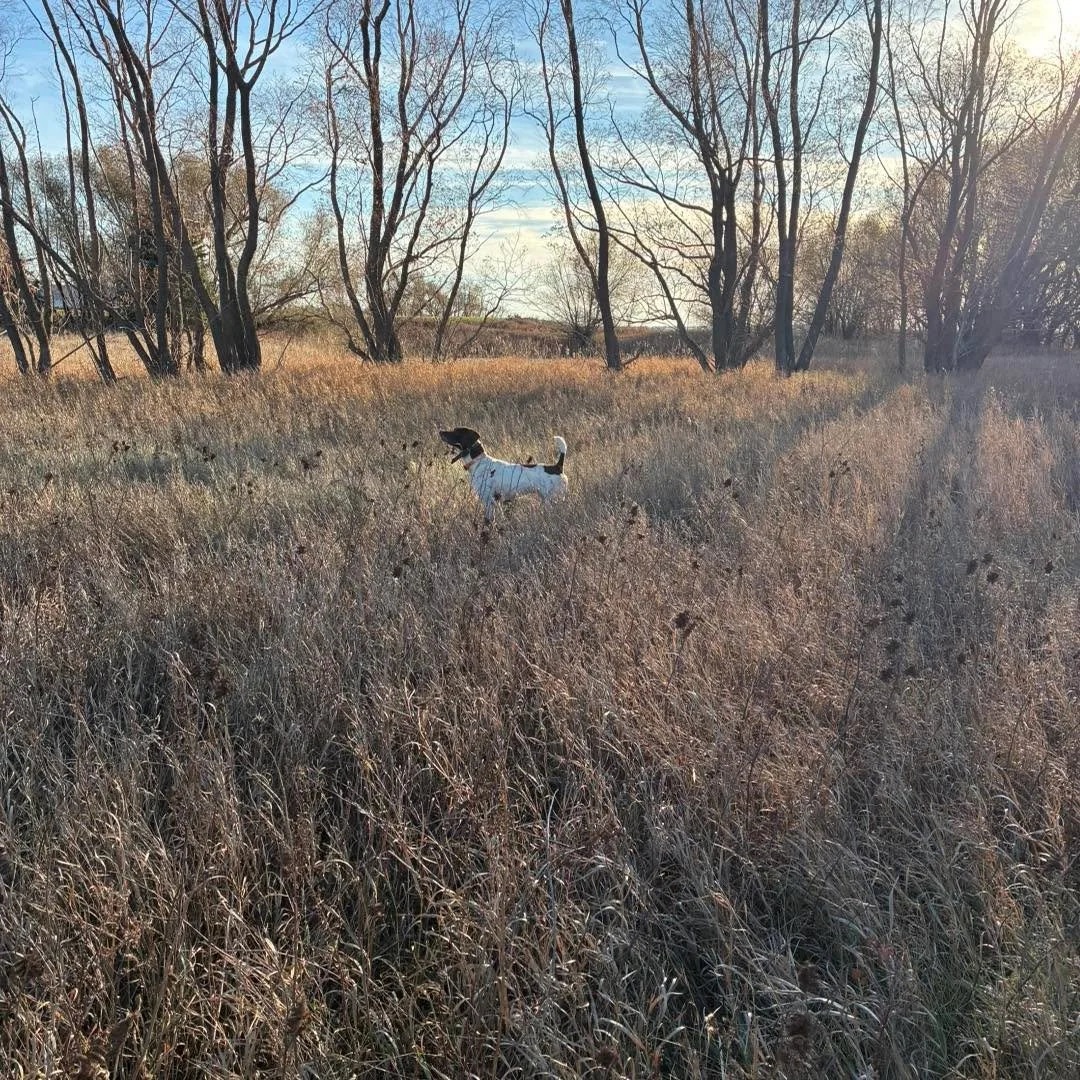 The sight you want to see as you come up a treed rise .
 If you know , you know &hellip;&hellip; 
Sometimes takes years of experience, it&rsquo;s so beautiful, exciting and almost emotional at the same time. 
DITR&rsquo;s Prairieland Warhorse 
#hunti