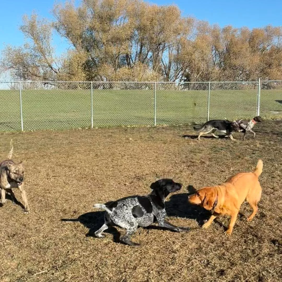 Weekend pics! Happy Sunday to you! 
#weekenddogs #weekenddogshots #happydogs #happydogsclub #happydogslife #bestdogboarding #bestdogboardingever #bestdogboardingfacility #dogsplayoutside