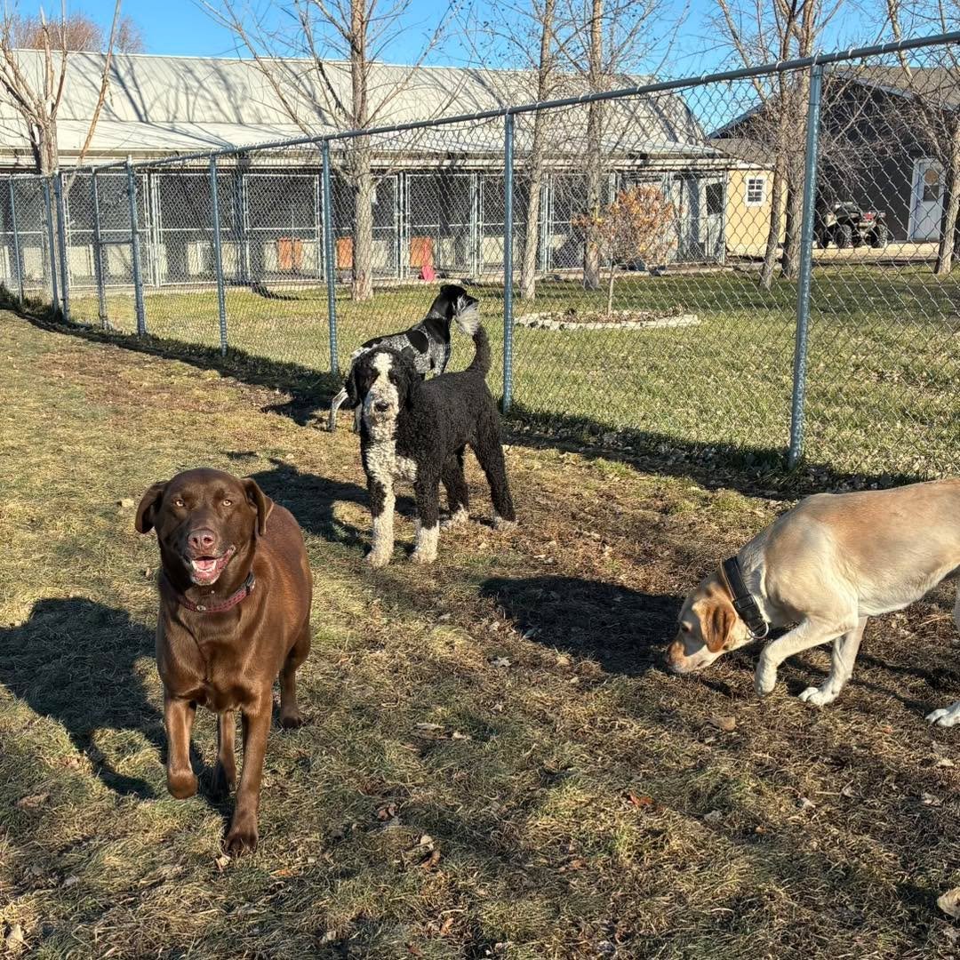 Saturday playtime! 
#bestdogboarding #happydogs #weekenddogs #happydogslife #happydogsclub #dogsplayoutside #dogtraininglife #doggiefrienďs