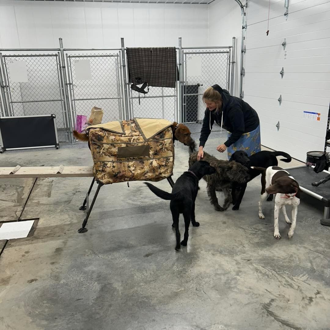 There are many aspects to successful training. Part of that is socializing, spending time in new environments and confidence building through trying different things. Our new building is a great asset for this. 😊
#trainingdogsisfun #trainingdogsisal