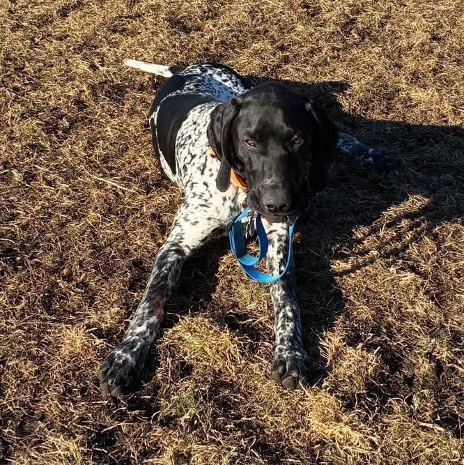 Someone was being mischievous and stole the collar right off the neck of another dog with some very smooth moves. 😂 Not to worry&hellip;..the collar was given back with no harm done. 
#mischievousdoggo #mischievousdogs #funnydogs #MischievousPup #si