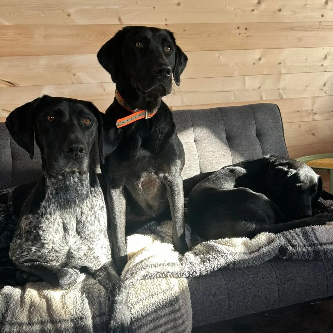 A few of the doggos made a little trip to the cabin with Sean. Lookin pretty cozy over there. 🥰 Tomorrow will be a nice day to do some running around outside. ☀️ 
#doggietrips #dogsatthecabin #dogsarethebestfriends❤️ #MansBestFriend #mansbestfriend?