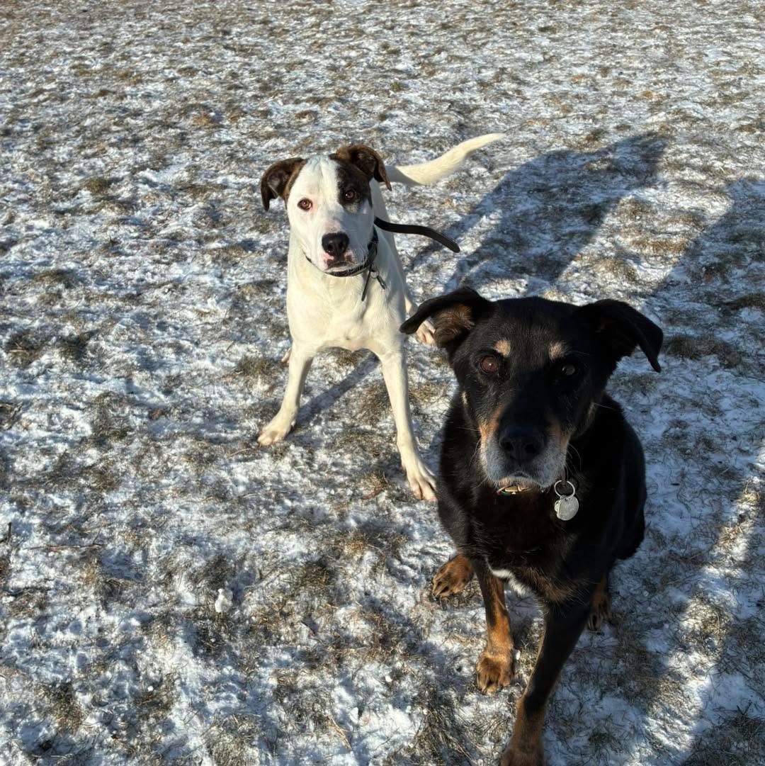 Some cute faces for your day. 🤗
#cutedogfaces😊 #cutedogfaces #cutedoggiefaces #cutedoggos🐶 #cutedoggosofinstagram #sundaydogs #Sunday #happysundayeveryone