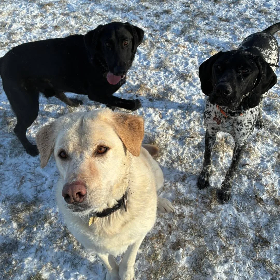 Just trying to pose for a nice pic and then some goof in the background is practicing for tongue out Tuesday. 😂 
#dogphotos #dogphotoshoot #photobombing #dogtongue #dogtongueout #funnydogstuff #funnydogs #labsofinstagram #labs #gspofinstagram #gspli