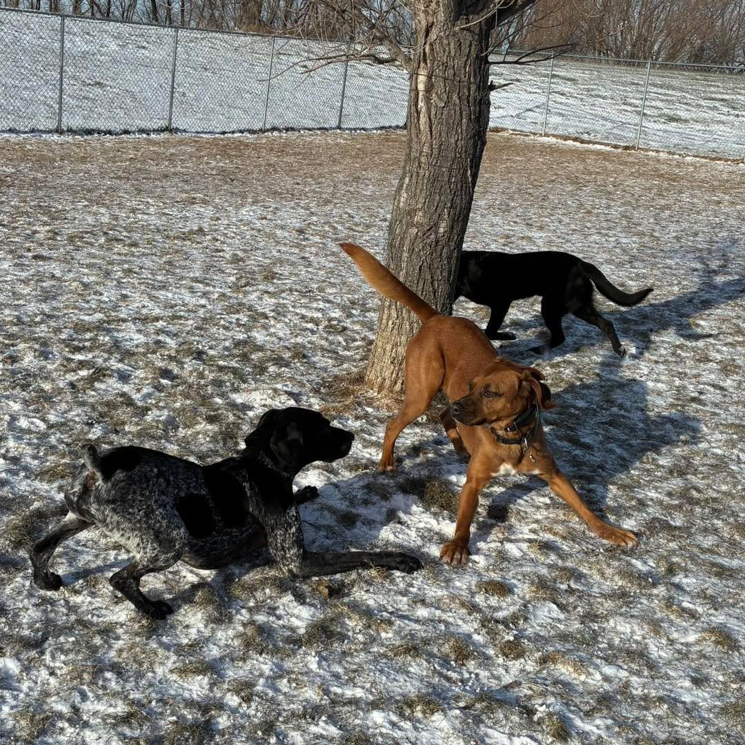 Nice sunny day for outdoor playtime!
#sundayfunday #sundaydogs #sundaydogvibes #dogsplaying #dogsplayingforlife #dogshavingfun🐶