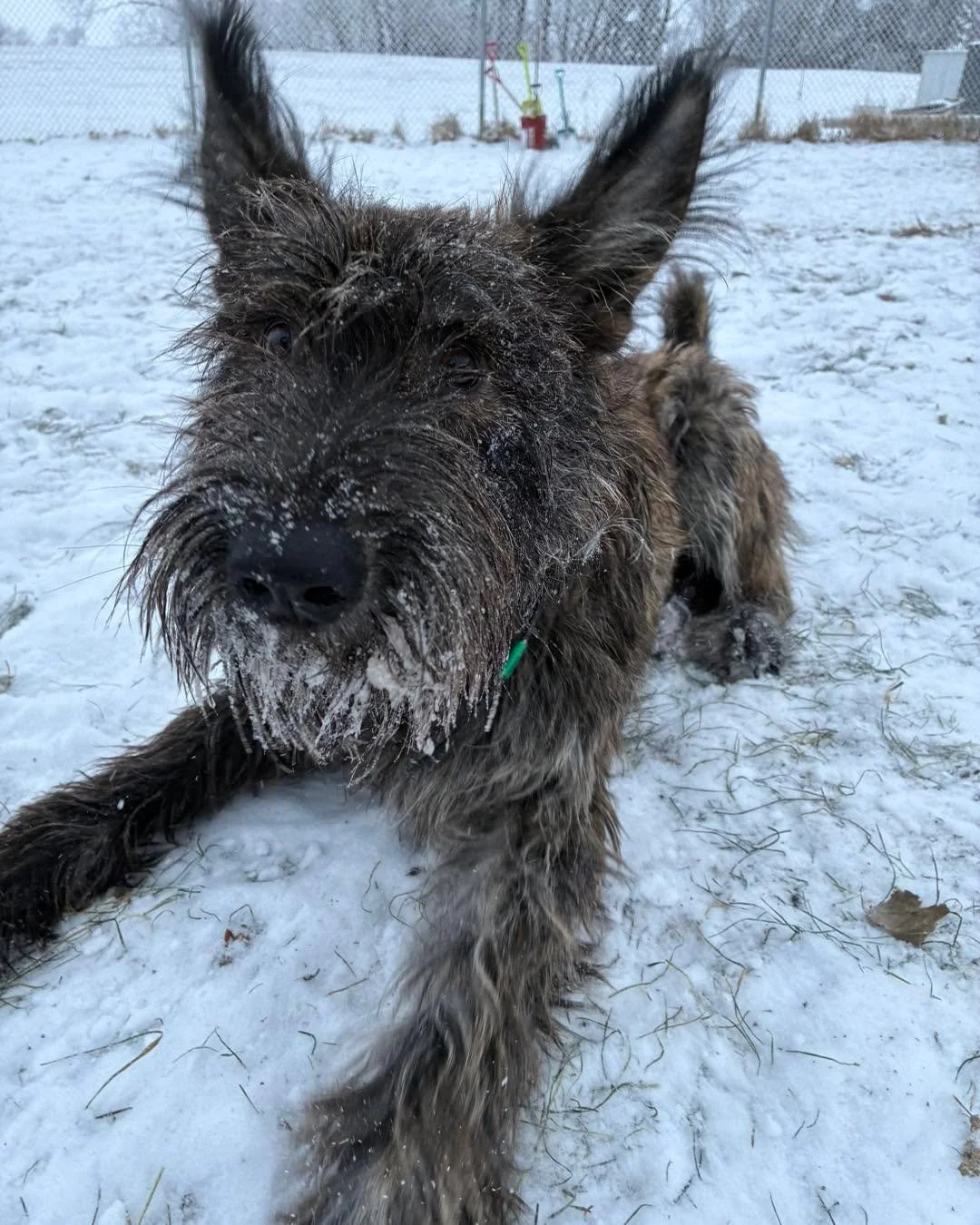 A fun snowy day! 😁 ❄️ 
#snowdayfun #snowday☃️ #dogsandsnow #dogsinsnow #dogsplayinginsnow #dogsplaying #dogsplayingforlife
