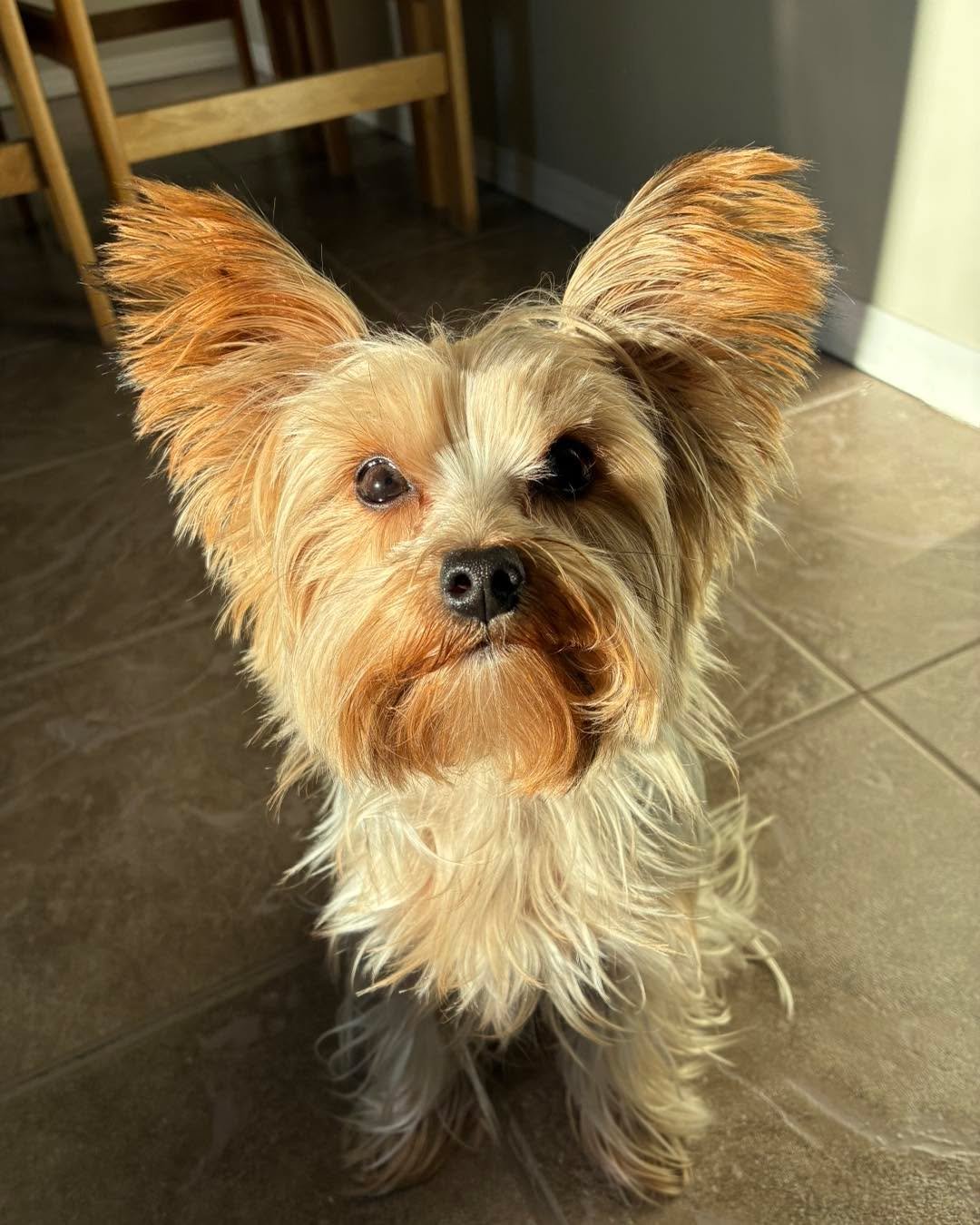 Cute faces for your Sunday morning 🥰 
#dogsinsnow #sundaydogvibes #cutedoggiefaces #happysundayeveryone #cutedogfaces #cutedoggos🐶 #dogphotos