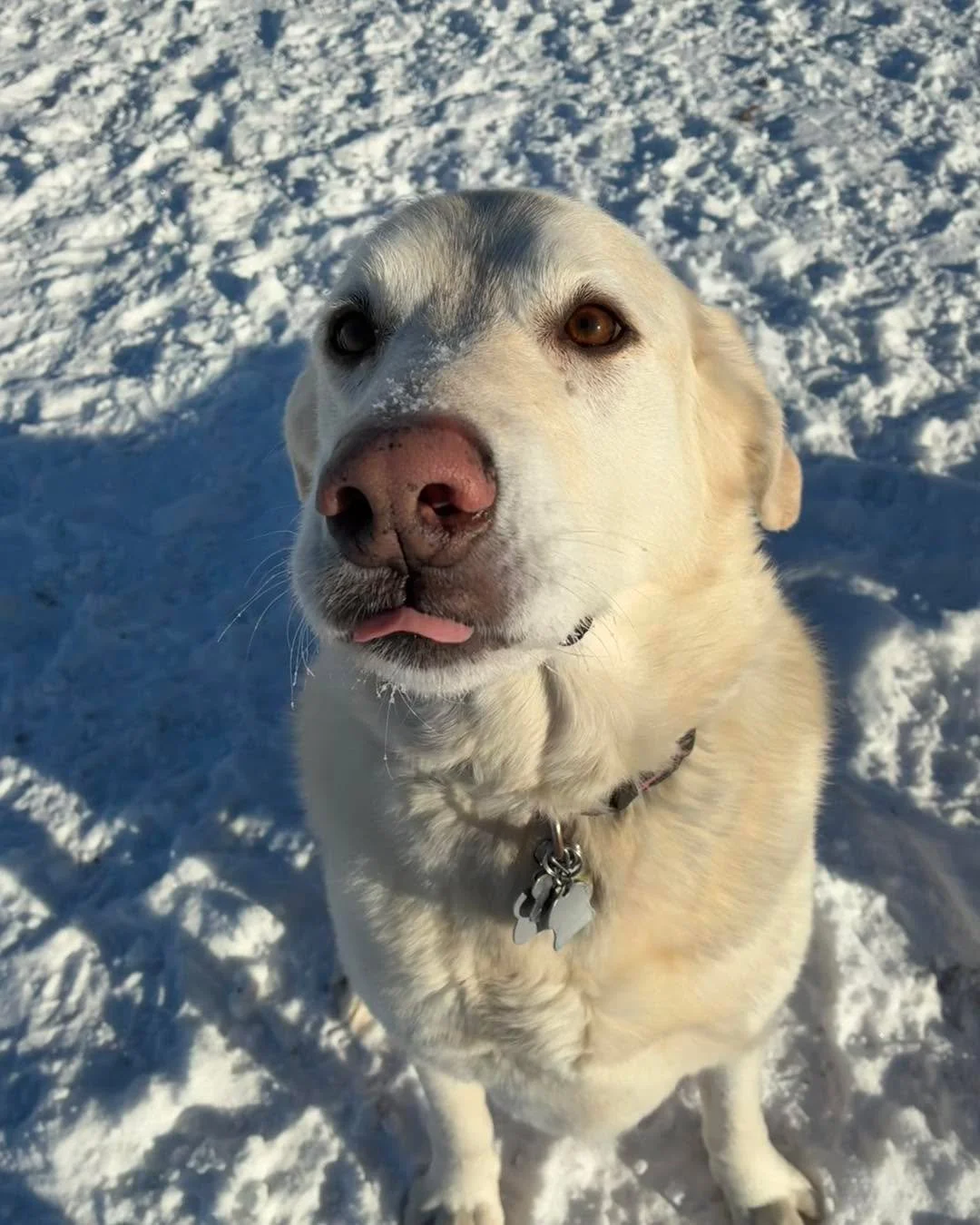 More cuties&hellip;&hellip; 🤗 
#cutedogfaces #sundaydogs #cutedogfaces😊 #Sunday #happysundayeveryone #happysunday&hearts;️ #cutedoggies