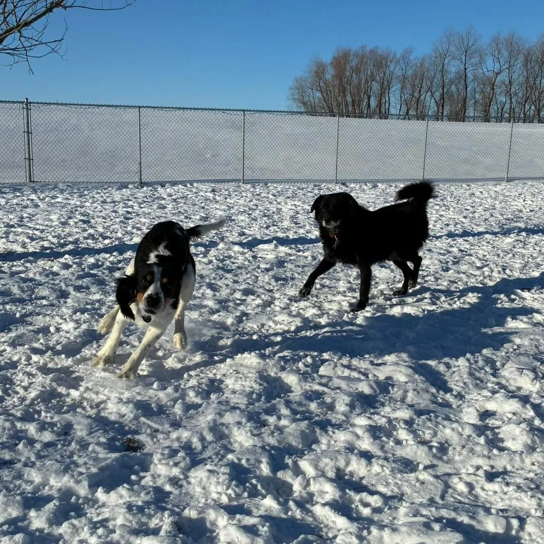 A little cold these days , but still enjoying playtime and then back inside where it&rsquo;s nice and warm. 
#dogshavingfun #playingdogslife #playingdogs #dogshavingfuninthesnow #dogsplayinginsnow #dogsplaying #dogsplayingforlife #dogshavingfun🐶 #do