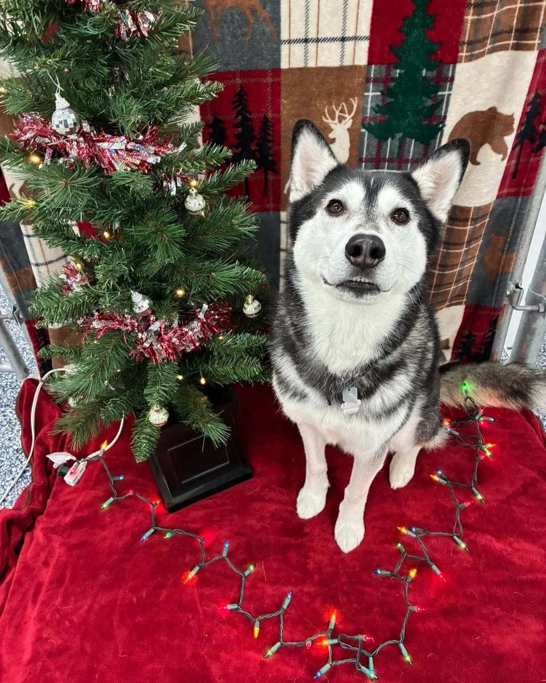 Wishing you a very Merry Christmas and Happy New Year from all of us! 🎄
#merrychristmas #merrychristmas2025 #MerryChristmasEveryone2025 #christmasdogs