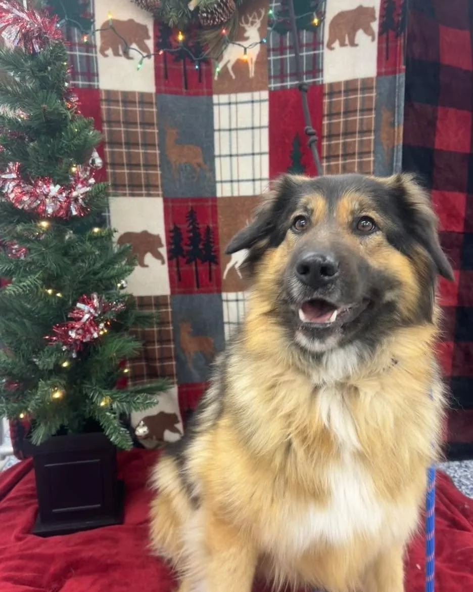 Wishing you a very Merry Christmas and Happy New Year from all of us! 🎄
#merrychristmas #MerryChristmasEveryone2025 #merrychristmas2025 #christmasdogs