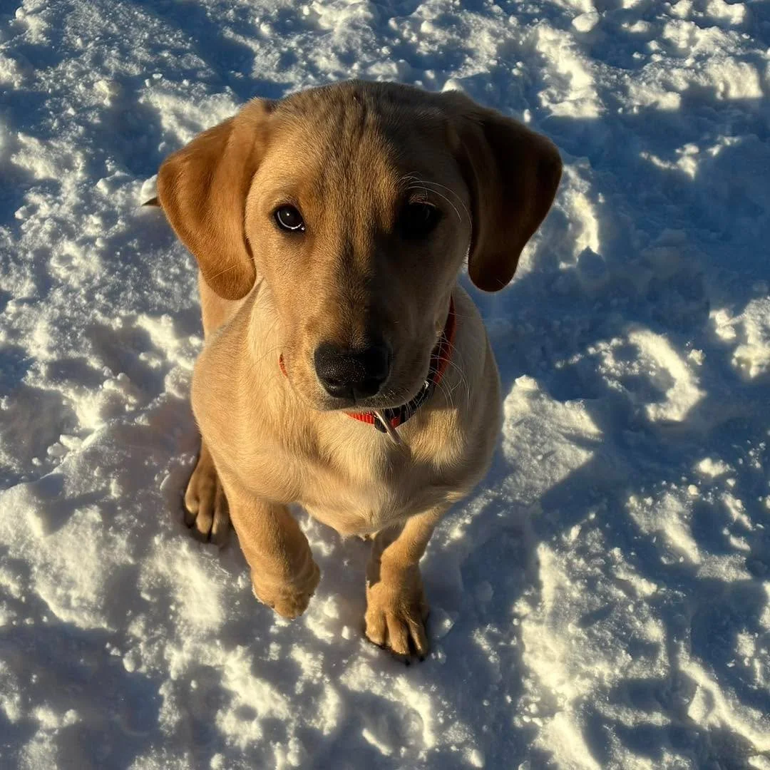 Great group of dogs to help us bring in the new year! 
#furryfriends #playingdogs #happydogs #doggieplaytime🐶 #dogshavingfun #HappyNewYear #happydogsclub