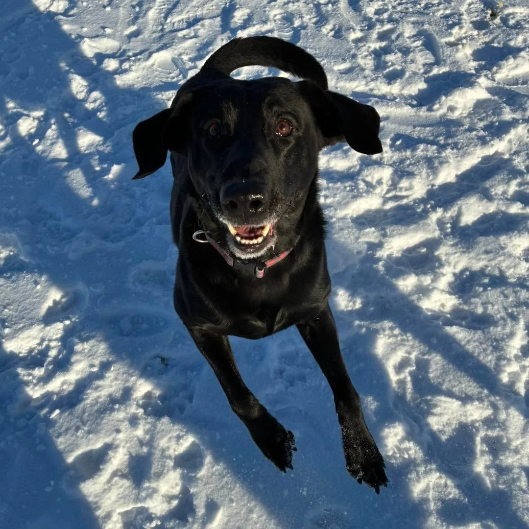 Winter fun! 
#happydogs #happydogsworld #playingdogs #furryfriends #dogsplayinginsnow #dogshavingfun #doggieplaytime🐶