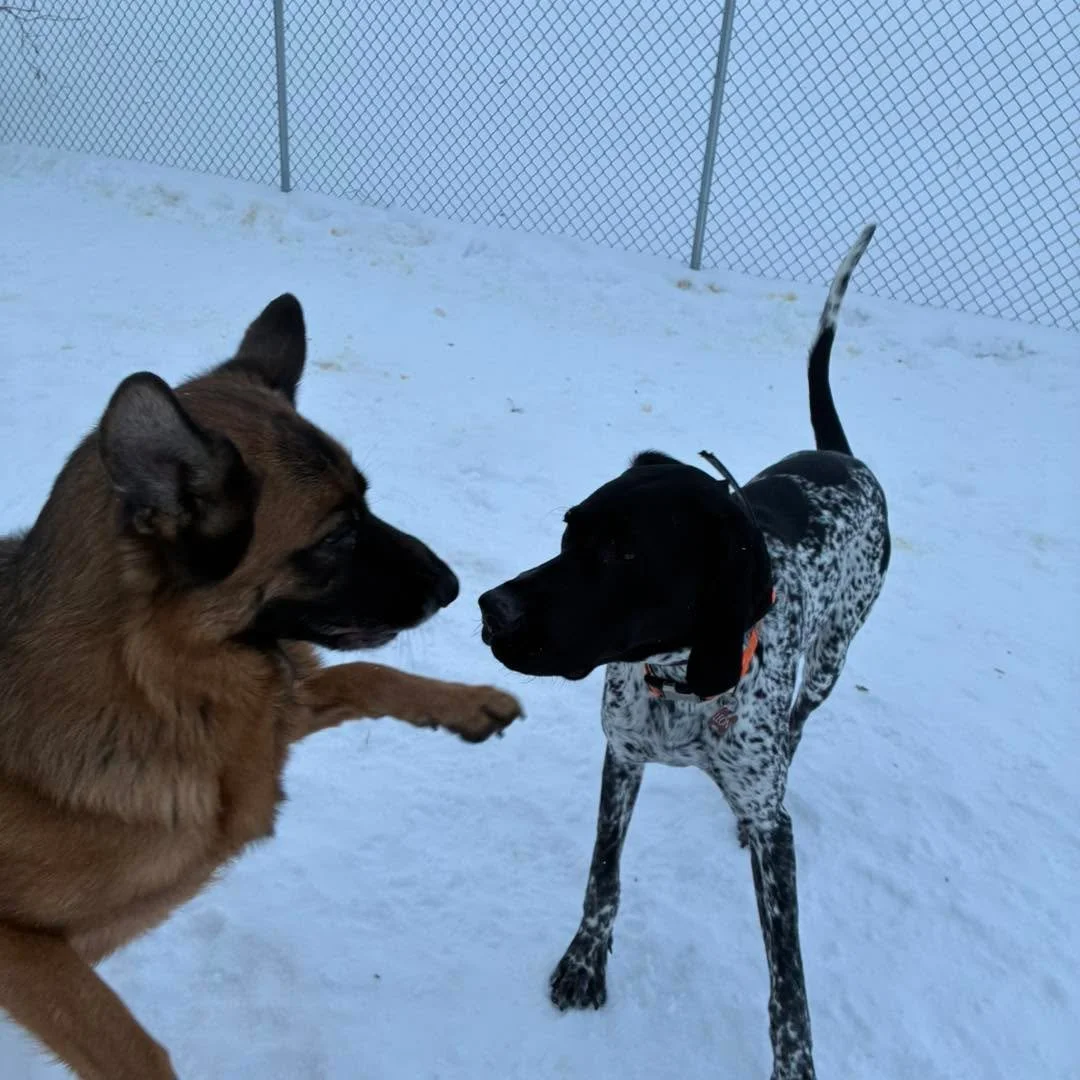 This gorgeous winter weather is making playtime a lot more fun. 😃 
#winter #dogs #winterdogs #WinterPlaytime #happydogs #happydogsclub #dogg&iacute;eplaytime #doggieplaytime🐶 #bestdogboarding
