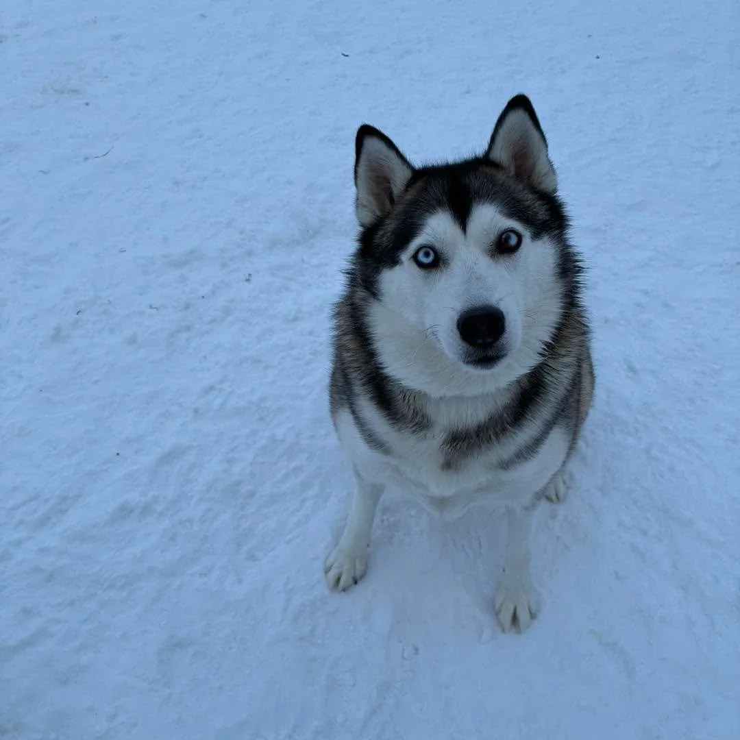 So many cuties we don&rsquo;t know who to snuggle with first! 🤗 
#cute #dogs #cutedogs #cutedogsofinstagram #cutedogsdaily #cutedogsofig #cutedogsoffacebook #bestdogsever #doggiefriends #mansbestfriend #mansbestfriend🐶