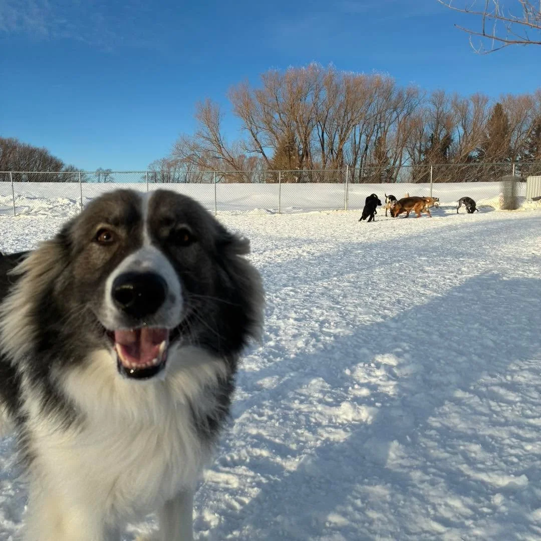 Enjoying the sunny day! ☀️😊
#happydogs #happydogsclub #HappyDogsLife #sunshineinjanuary☀️ #playingdogs #playingdogs🐶