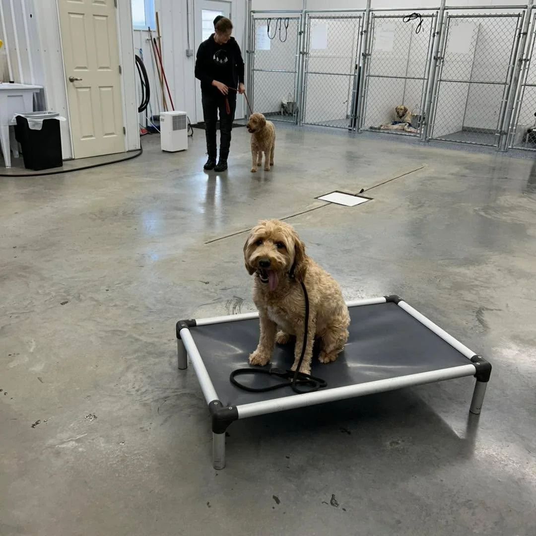 Obedience training with distractions. Doing well! 😊
#obediencetraining #obediencetrainer #obediencetrainingworks #dogtraining #trainingdogs #dogtrainer #dogtrainingtips #dogtrainingadvice #dogtrainerlife #bestdogtraining