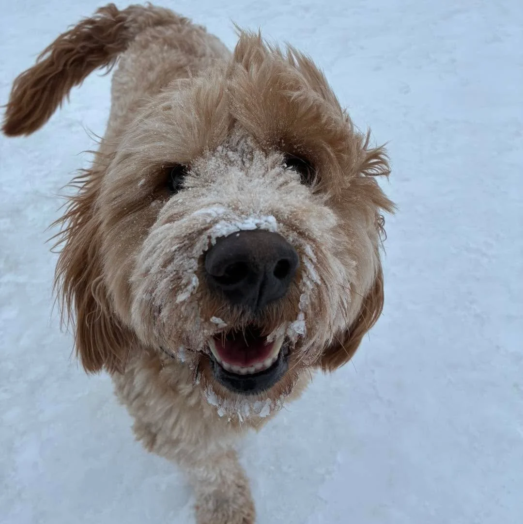 It&rsquo;s a snowy day out there! ❄️ 
#snowday #snowdayvibes #snowdayfun❄️ #dogsinsnow #dogsinsnow🐶❄️