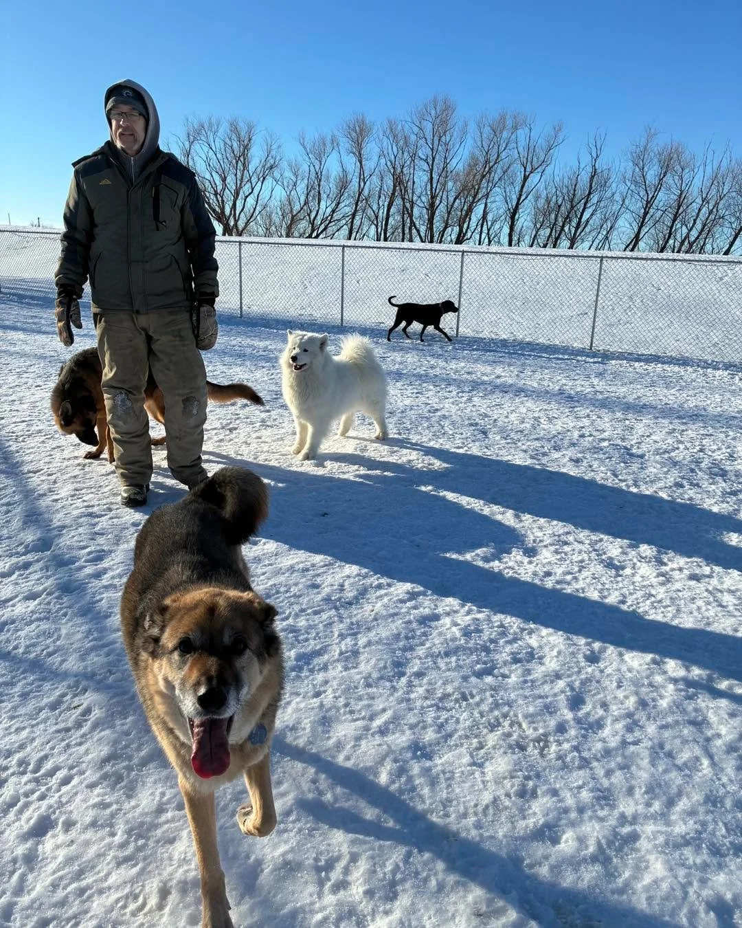 Playtime is the best time!
If you haven&rsquo;t booked yet for your winter holiday come join us!! 😊 We&rsquo;ve had a few cancellations and can still fit you in. 
#doggieplaytime #doggieplaytime🐶 #dogs #winterdogs #winterholidays #dog #boarding #do