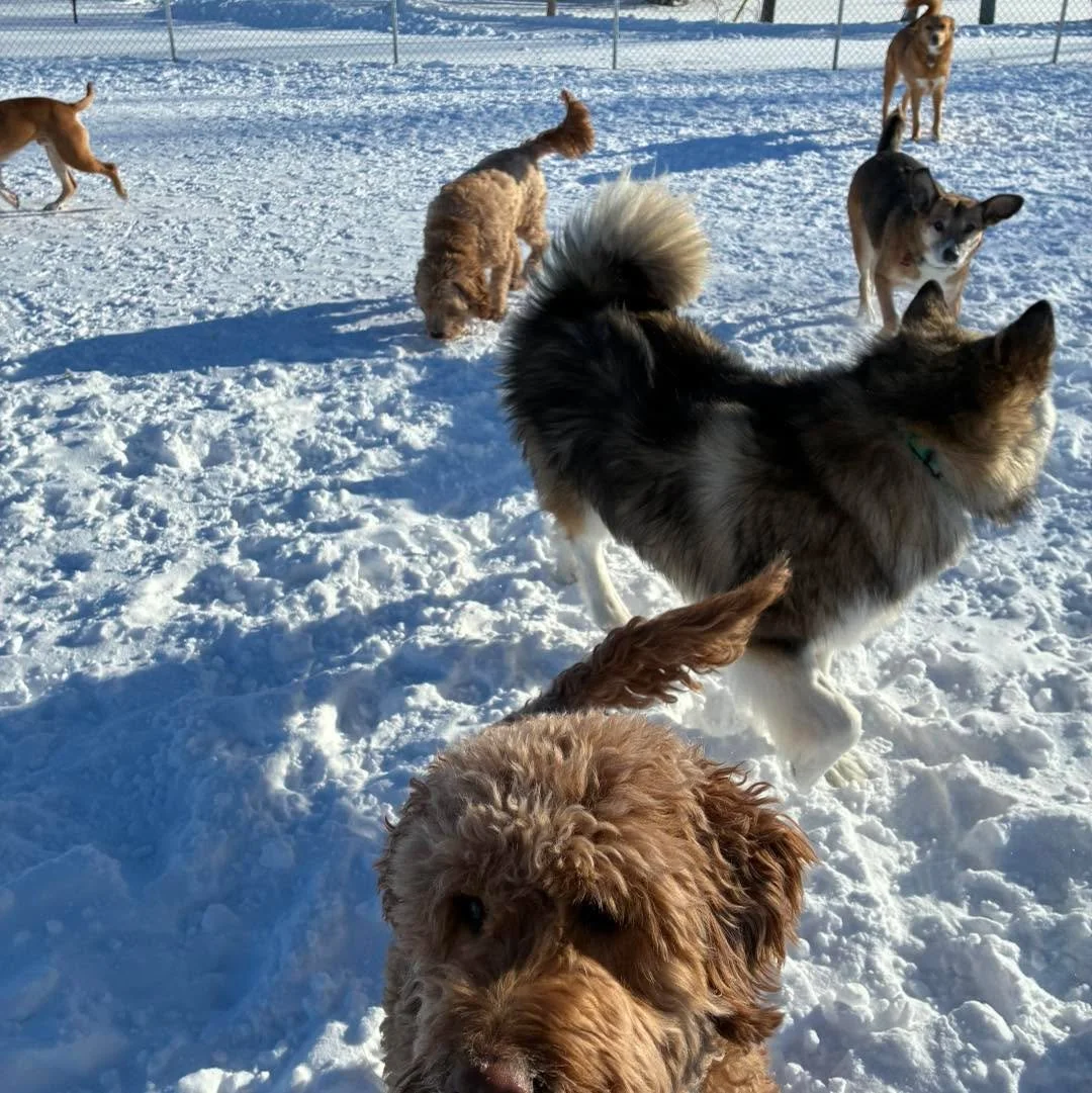 Happy Sunday! 
#sundaydogs #happysunday #happysundayeveryone #doggie #playtime #DoggiePlaytime #doggieplaytime🐶