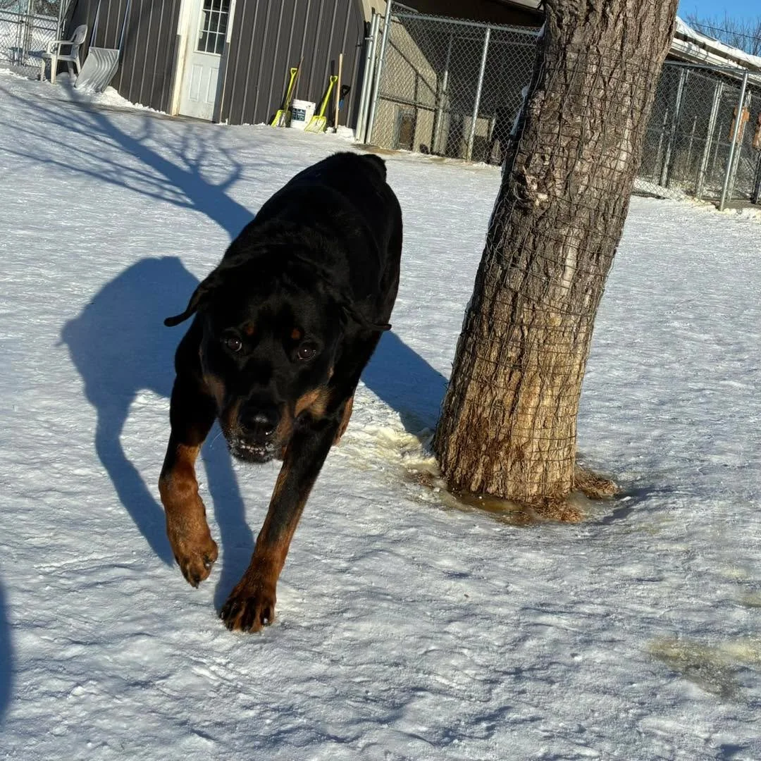 Getting out for fresh air and fun in spite of the cold! 🥶 And then back inside to warm up for a while. 😊
#doggieplaytime🐶 #DoggiePlaytime #dogboardingbusiness #winterdogs #dogsinsnow #happydogsplayingtogether #bestdogboardingever #bestdogboarding