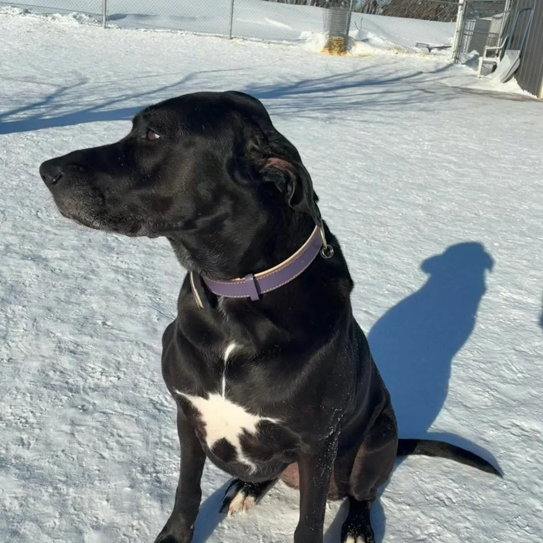 A few of the awesome group of dogs we&rsquo;re hanging out with this weekend! 🐕 
#cutedogs #cutedogsoffacebook #cutedogsofinstagram #awesomedogs #cutecrew #saturdaydogs