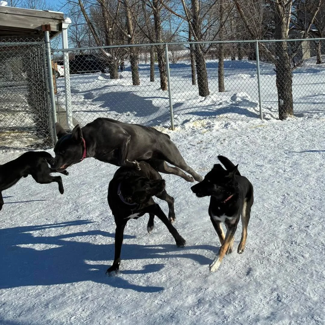 Check out that action shot! 😁
#dogsinaction #dogactionshot #dogactionshots #athleticdogs #athleticdogsarehealthydogs