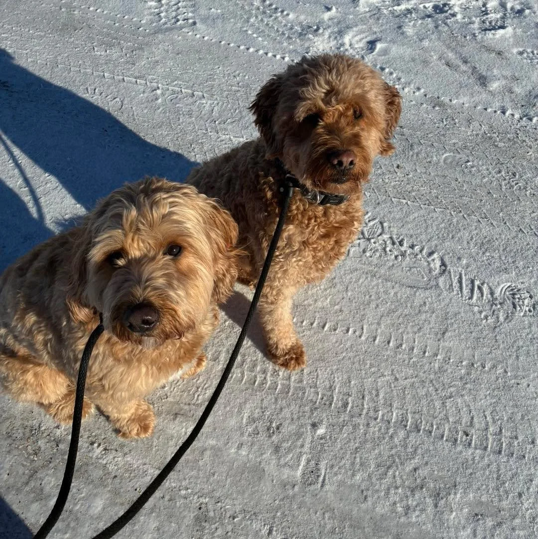 Brody and Bailey making excellent progress with their leash manners and obedience. Aren&rsquo;t they cute? 🥰 
#dogtraining #DogTrainingJourney #dogtrainingisfun #trainingdogsforlife #trainingdogsisthebest #dogobediencetraining #dogobediencetrainer