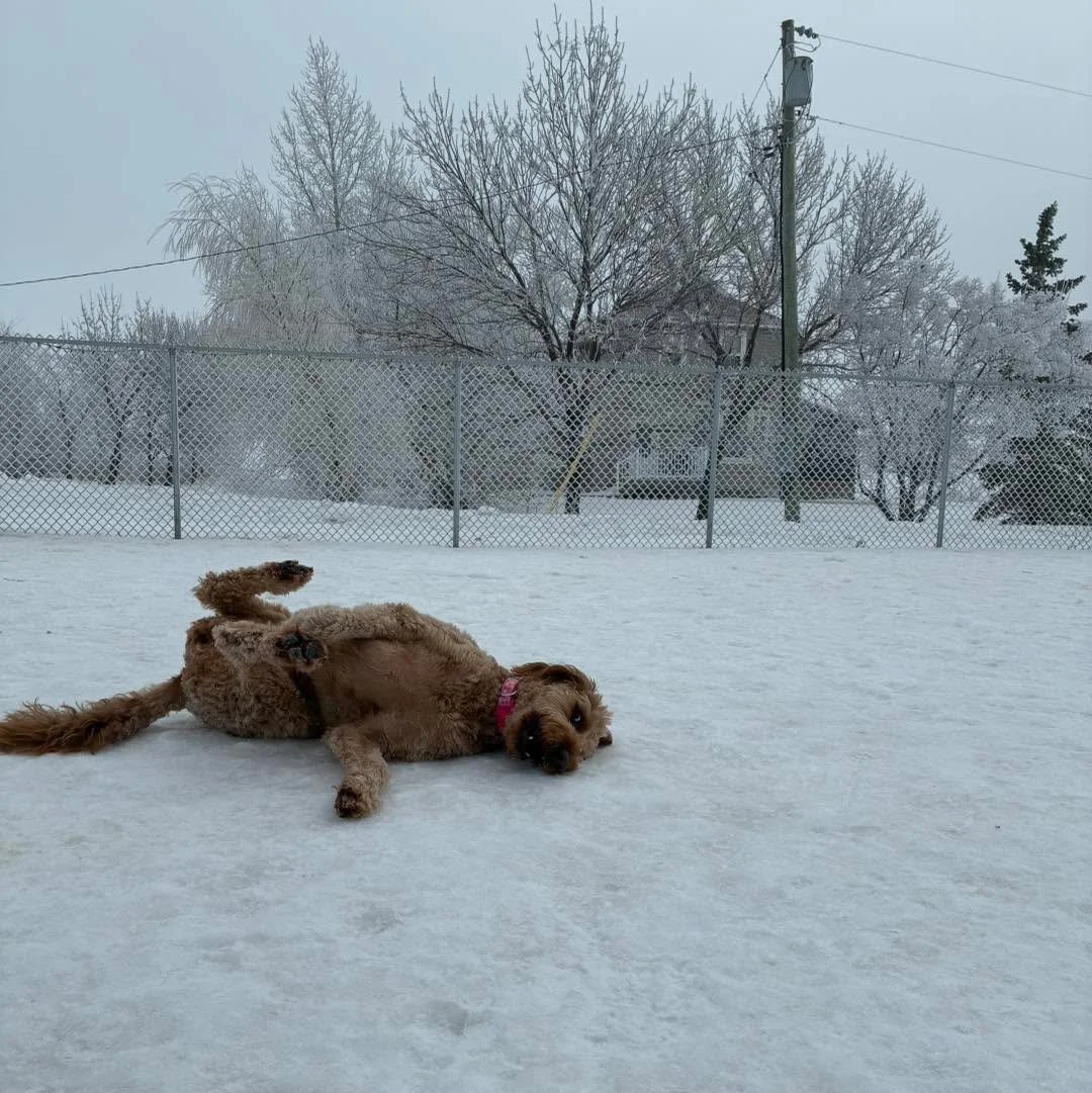 Pile of cuties! 🥰 🐶 
#cute #dogs #cutedogs #cutedogsofinstagram #cutedogsoffacebook #cutedogsdaily #cutiepiedogs