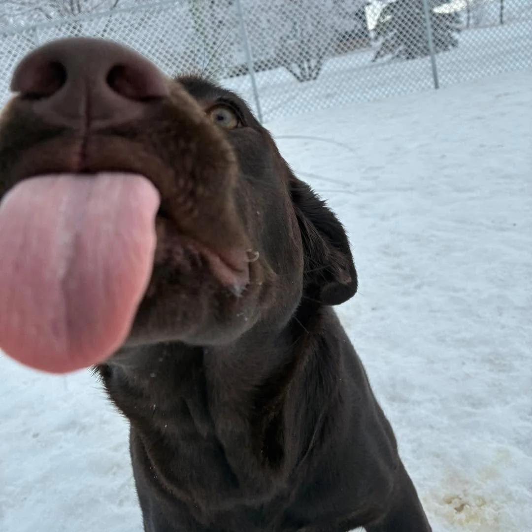 Lick in the face anyone?? 😆 😜 
#doglicks #doggielicks #dogtongue #dogtongueout👅