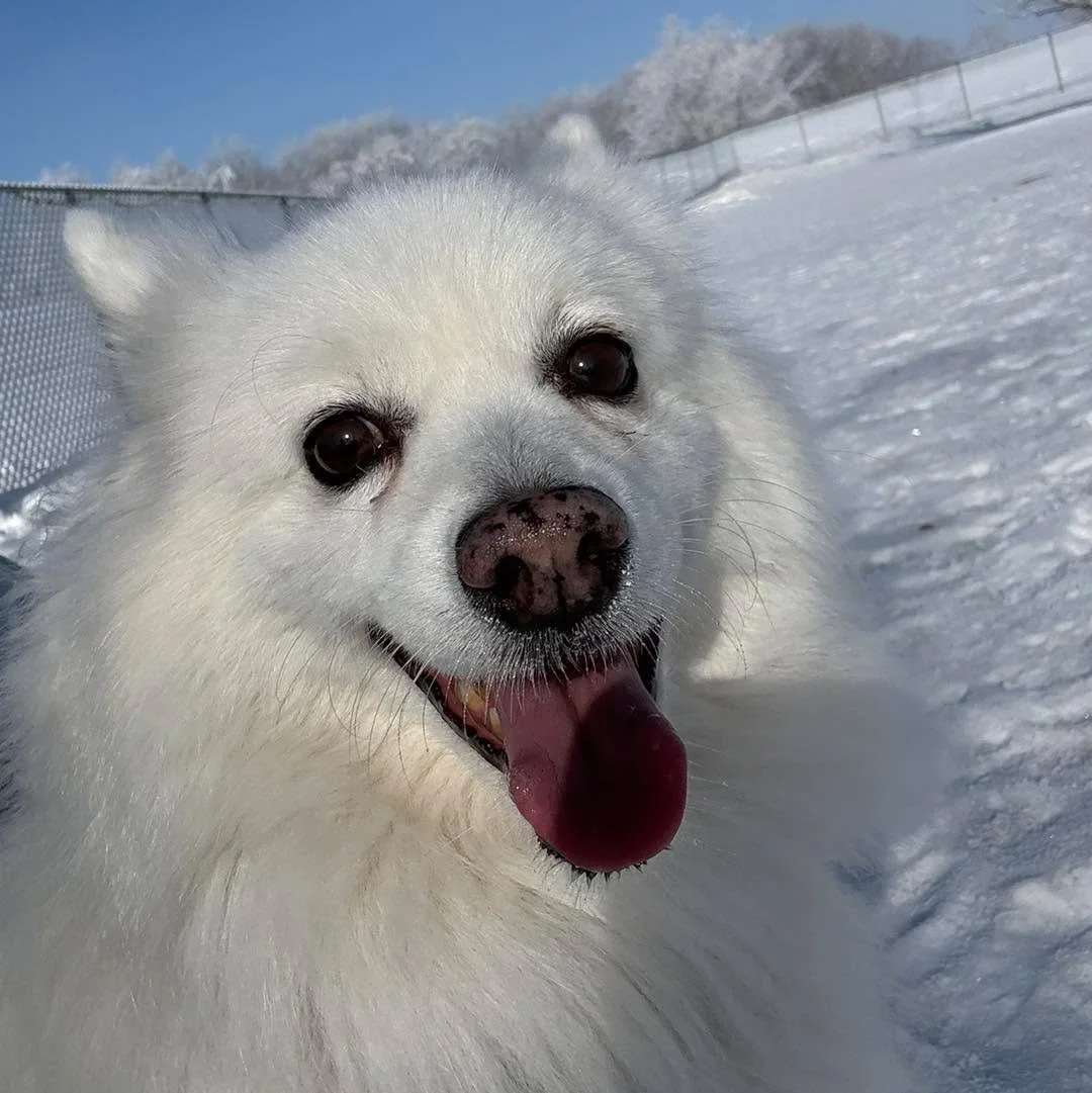 HAPPY VALENTINES DAY! 💕 Another beautiful day to play! 
#HappyValentinesDay2026 #happyvalentines❤️ #dogboardinglife #dogboarding #doggieboarding #cutedogs #dogsplayingforlife #dogsplayingtogether #happyvalentinesday