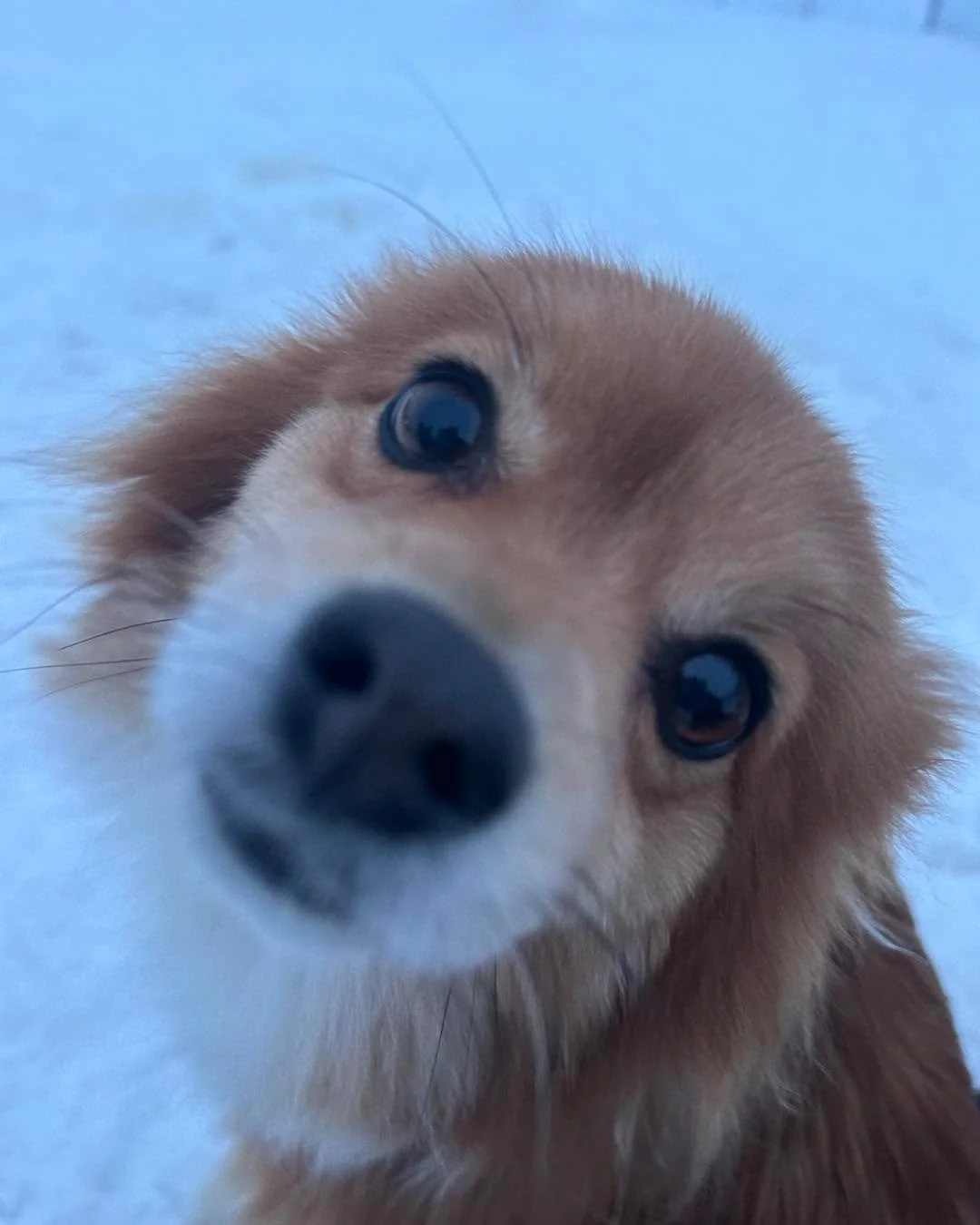 Good morning! Hope you&rsquo;re having a good weekend! ☀️ 🐶 
#happysunday #happysundayeveryone #sundaydogs #weekenddogs #weekenddogshots #weekenddogslife