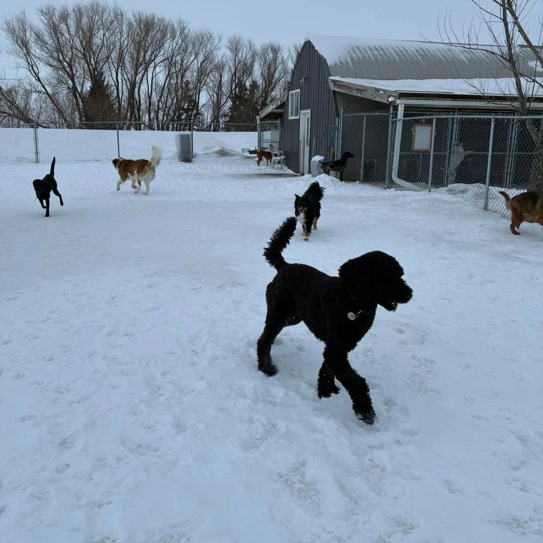 A blustery day, but that won&rsquo;t stop us from having fun! Stay safe! 
#dogboardinglife #doggieboarding #dogsplayingtogether #dogboarding #dogsplayingforlife #stormday