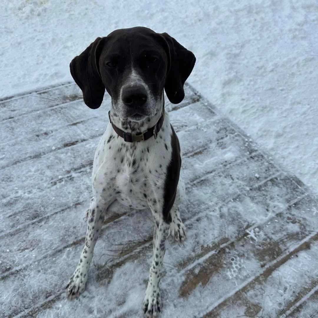 It&rsquo;s the weekend! Happy Saturday to you! 😊 🐶 
#weekenddogs #weekenddogslife #cutedogs #bestdogboarding #happydogs #Saturday #happysaturday #happysaturday☺️ #saturdaydogs