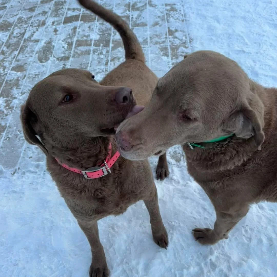 Awww, how sweet! Sunday morning kisses. 😘 🐶 
#cutedogs #weekenddogslife #happydogs #sundaydogs #weekenddogshots