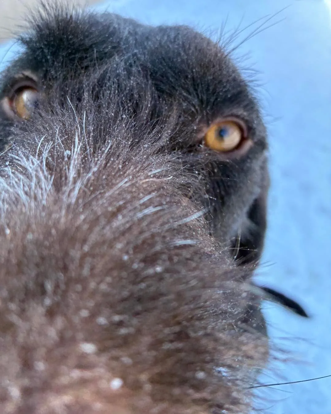 That&rsquo;s a little close even for a close up Rico! 😂 
#dogpics #doggiecloseups #doginyourface #doginyourfacelife #wirehair #wirehairlove