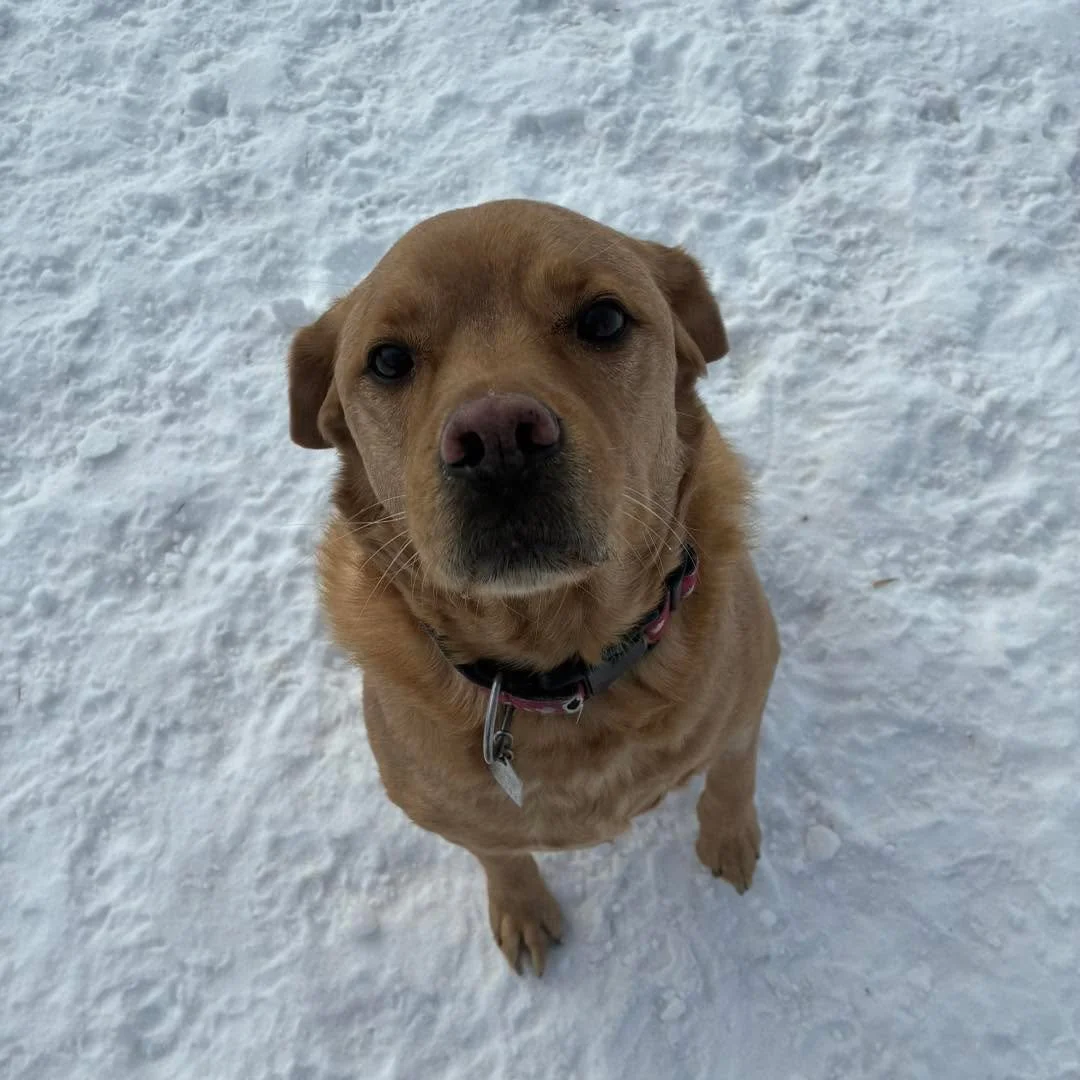 Enjoying outdoor time! 
#dogpics #bestdogboarding #happydogsclub #dogsplaying #dogboardingbusiness #dogsplayinginsnow #doggiefriends