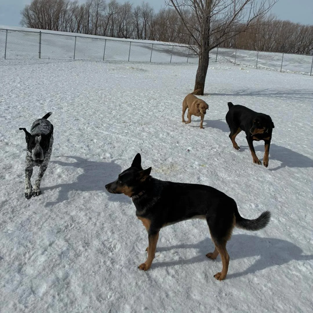 Happy spring forward Sunday. Spring is almost here. 😬🤞
#springforward #SpringForward #dogboardingbusiness #dogpics #dogsplayinginsnow #happydogsclub #doggiefriends #bestdogboarding #dogsplaying