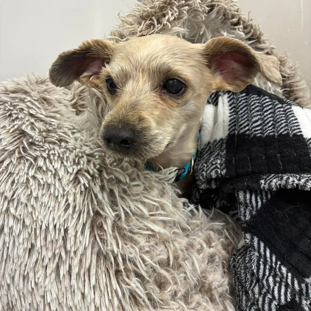 Warm and cozy!
#warmandcozy #cozydogs #cutedogs