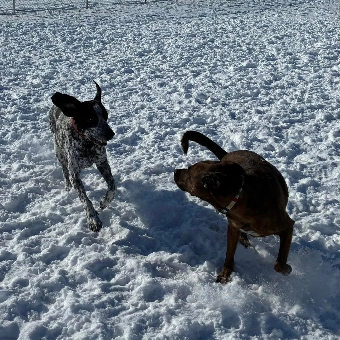 Weekend fun! 😊
#cutedogs #weekendvibes #dogboarding #bestdogboarding #doggiefriends #happydogsclub #weekenddogs