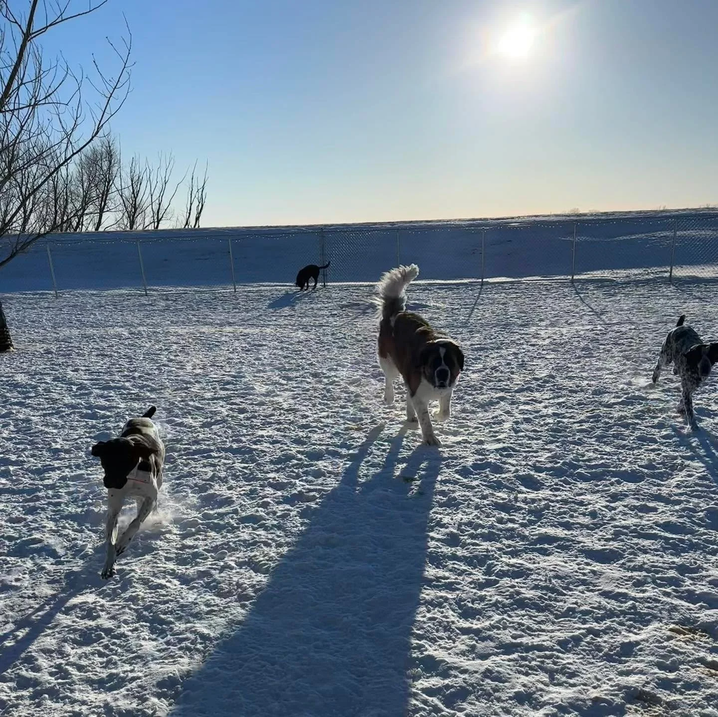 Just a few of our adorable crew this week! 🥰
#dogboardingbusiness #cutedoggos #dogsplaying #dogsplayinginsnow #bestdogboardingever #cutedogsdaily
